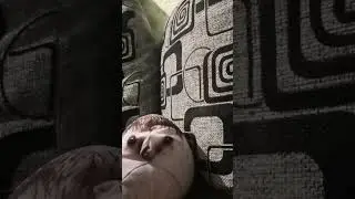 хринобус