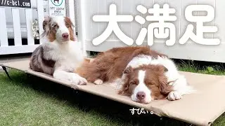 愛犬達に新しいコットをプレゼントしたら秒で気に入ってて可愛すぎたｗ【ボーダーコリー・オーストラリアンシェパード】