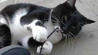 Tuxie, the great shoelace hunter!