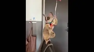 LIKE A BOSS compilation ANIMALS VERSION / ВЕРСИЯ ЖИВОТНЫХ 2019