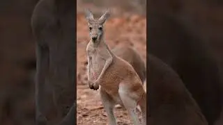 kangaroo #viral #facts #nature #shortsvideo #youtubeshorts