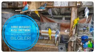 Jumbo Muhabbet Kuşu Üretimine Başladık Üretim Bilgileri