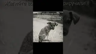 Берегите тех, кого приручили