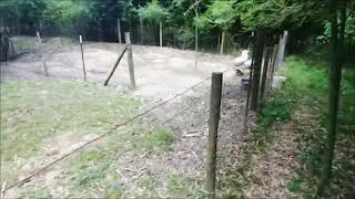 SNAKE EATS A GOOSE EGG!!