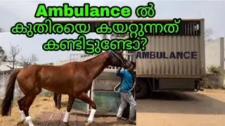 ആംബുലൻസിൽ കുതിരയെ കയറ്റുന്നത് എങ്ങനെ? #pkpmangalath #driverlife #horseambulance #horse #komban