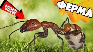 Unboxing and review of the Antplanet Mini Plus Ant Farm