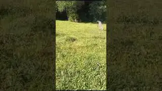 Пойдём в лесок, что покажу!!!