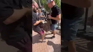 лайфхак как пронести собаку на канатную дорогу. Сочи РозаХутор