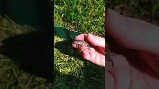 Ловля ящериц на даче или как напугать человека, открыв рот в порыве сделать кусь