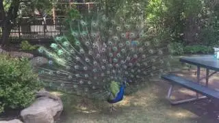 Peacock Dance Display - Peacocks Opening Feathers
