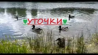 ГУЛЯЕМ ВМЕСТЕ: кормлю уточек, где утята?