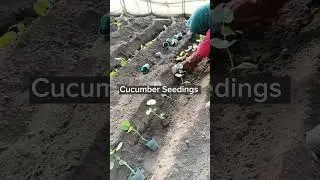 Cucumber Farming Techniques 