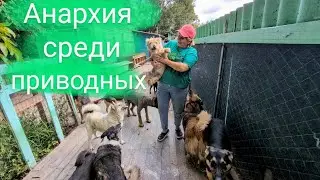 Анархия среди придворных