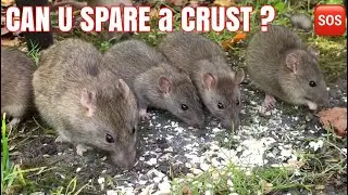 SOS 🆘 4 the Wildlife 🐀CAN U SPARE A CRUST ? FEEDING THE WILDLIFE IN OCT #ratty #ratslife #rat #sos