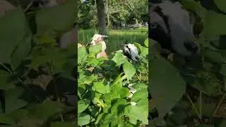 Goat Kids Eating Tree