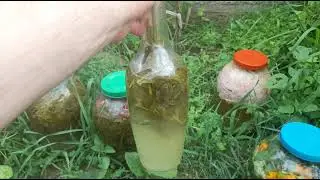 чёткий огород у чёткого пацанчика  - чёткая сурица с клубничкой