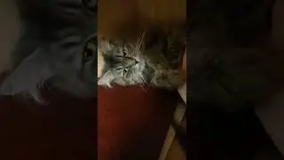 ✨На полочке✨ 