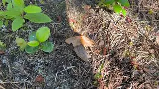 Bee Vs Moth