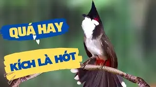 Luyện chào mào hót căng lửa, QUÁ HAY - CHÉ KÍCH BỔI CĂNG ĐÉT, Cách luyện chào mào hót sáng, chao mao