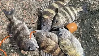 How to catch sheepshead at surf side jetty