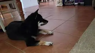 When Akita Shepherd farts!