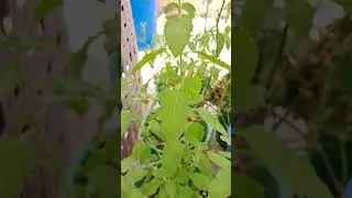 తులసి పూత