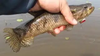 PEIXE PULANDO PRA TODO LADO!!!