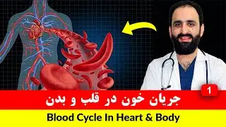 گردش خون در قلب و بدن انسان | داکتر احمد شکیب ظهیر | داکترستان ❤ Blood Cycle In Heart & Human Body