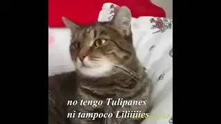 Gato descobre a vdd da vida