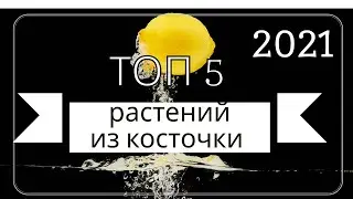 Топ 5 растений из косточки у вас дома. Юные садоводы