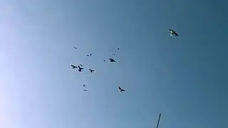 НИКОЛАЕВСКИЕ ГОЛУБИ ИДУТ НА ПОСАДКУ В ВЕТРЕНУЮ ПОГОДУ!