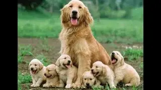 Responsible mother madre responsable perro responsable Responsible dog mother and puppies puppy