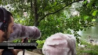 Sound effects field recording. Goose vocalizations