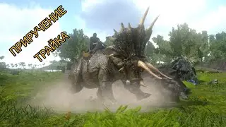 ЛУЧШЕЕ ПРИРУЧЕНИЕ ТРИЦЕРАТОПСА!!!!!!![ARK MOBILE]