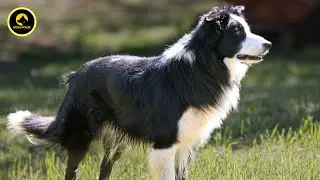 "The Ultimate Guide to Border Collie: Everything You Need to Know!"