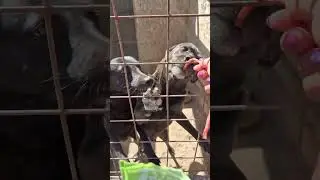 Пират и братишка  #собака #dog #dogs