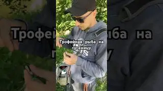 Секретная приманка на .. 