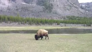 Bison with birds in Yellowstone