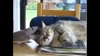 Кот терпит