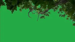 Tree green screen video, Green screen tree, tree green screen effect kinemaster, P-44