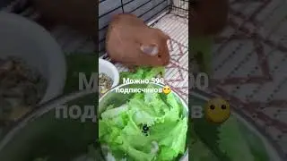 ааа