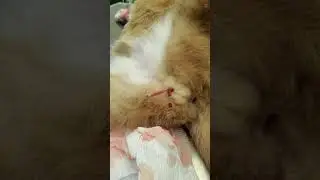 Passing a urinary catheter in a blocked male cat