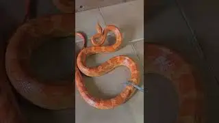 Scappato Serpente