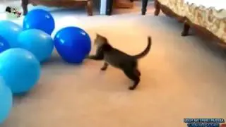 Кошки воюют с воздушными шарами Прикол!