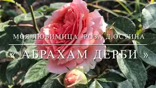 25 листопада 2023 р.