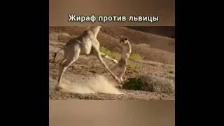 Жираф против львицы