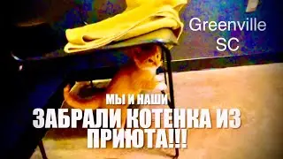 Срочно забрали котенка из приюта! Хорошие новости. МЫ и НАШИ. ***Америка для нас!