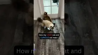 My cats react differently to FOOD time!