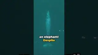 The Majestic Blue Whale: Earth's Largest Animal