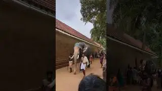 Cherukunnnu Temple Ulsavam| Cherukunnnu| Kannur | Elephants#ulsavam#festival#cherukunnu#kannur